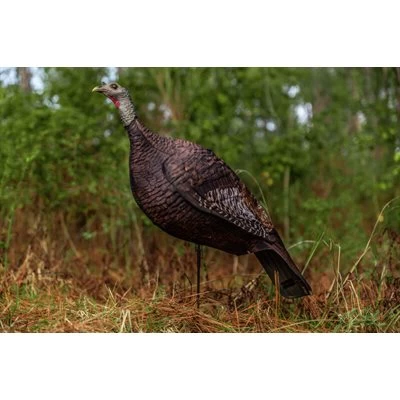 APPELANT FEMELLE PHOTOFORM DE PRIMOS - Image 3